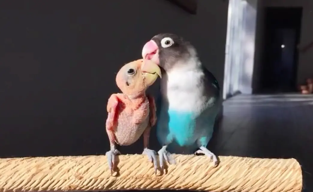 lovebirds fall in love