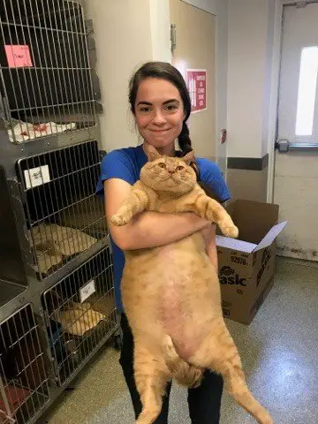 massive shelter cat