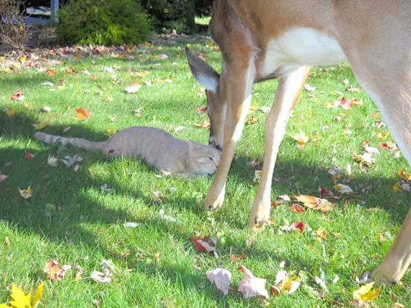 cat and deer