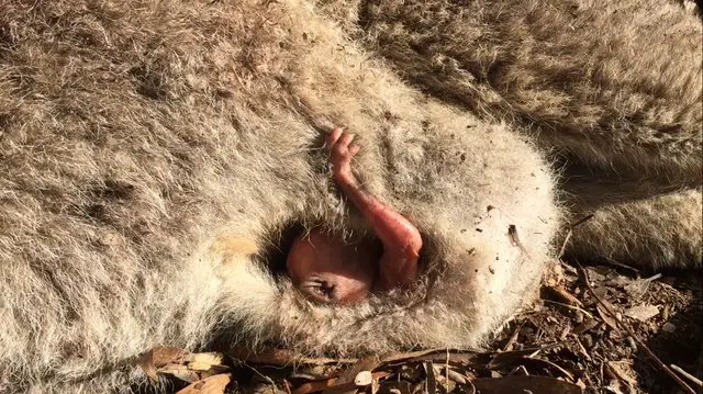 baby kangaroo