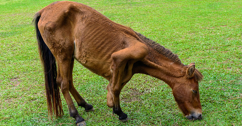 neglected horse