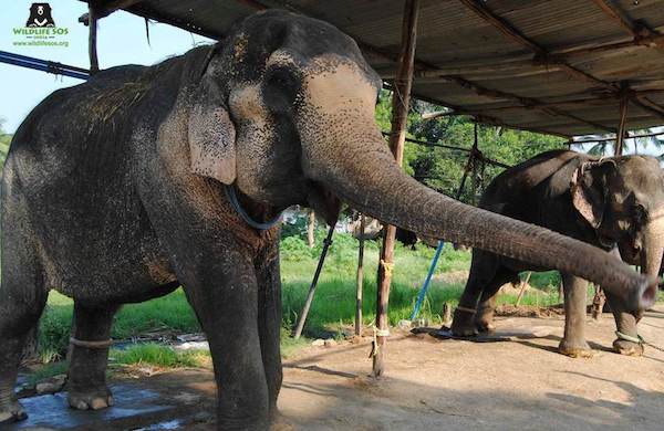 elephant finally free