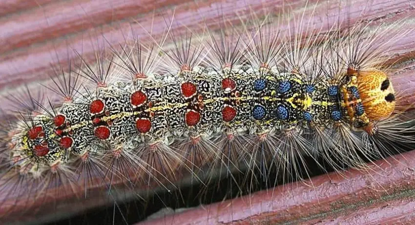 Gypsy Moth Caterpillars 