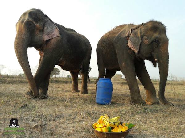 elephant finally free
