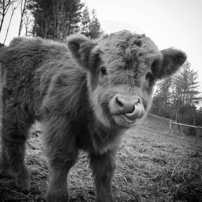 fluffy cow