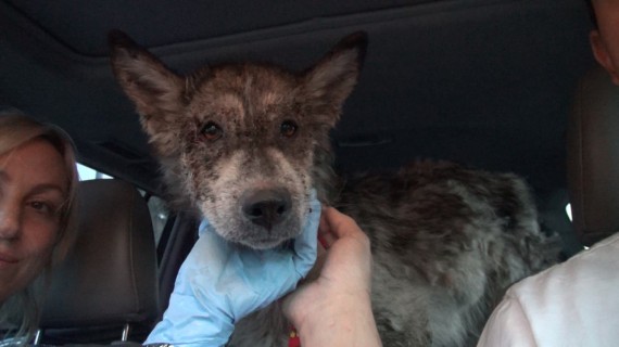 wolf-hybrid dog rescued