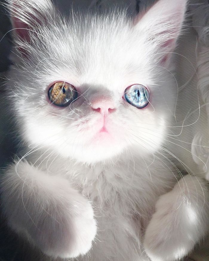 cat with unusual eyes