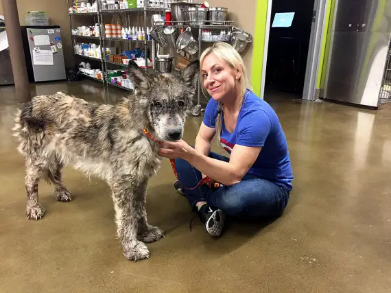 wolf-hybrid dog rescued