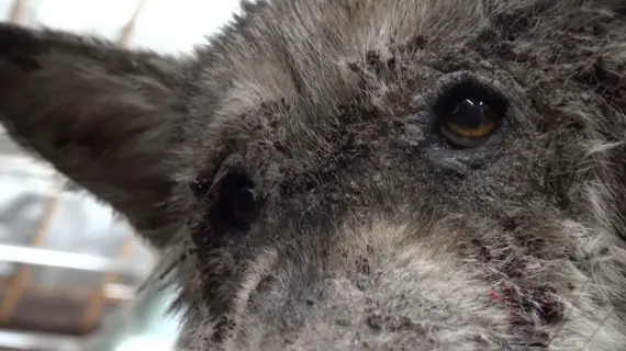 wolf-hybrid dog rescued