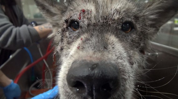 wolf-hybrid dog rescued