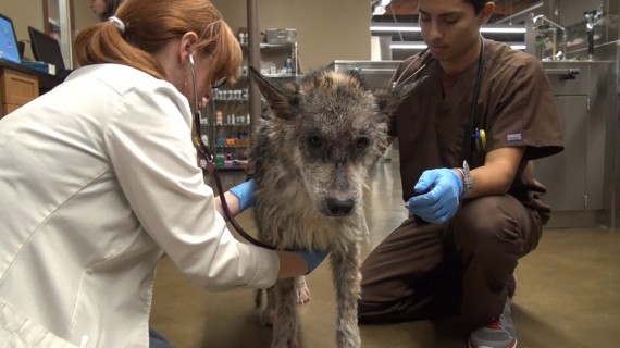 wolf-hybrid dog rescued