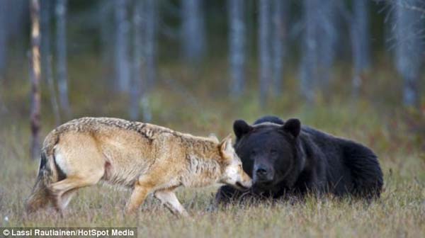 bear and wolf friendship