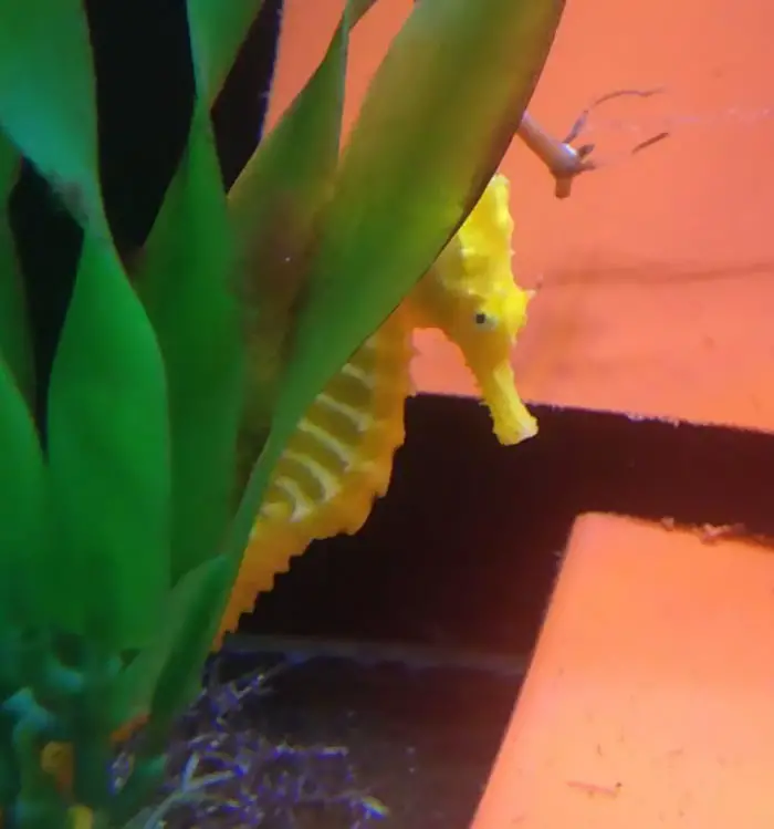 seahorse rescued