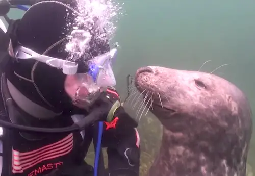 diver and seal