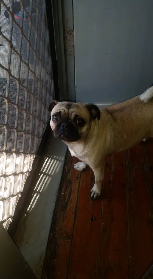 lost pug returned