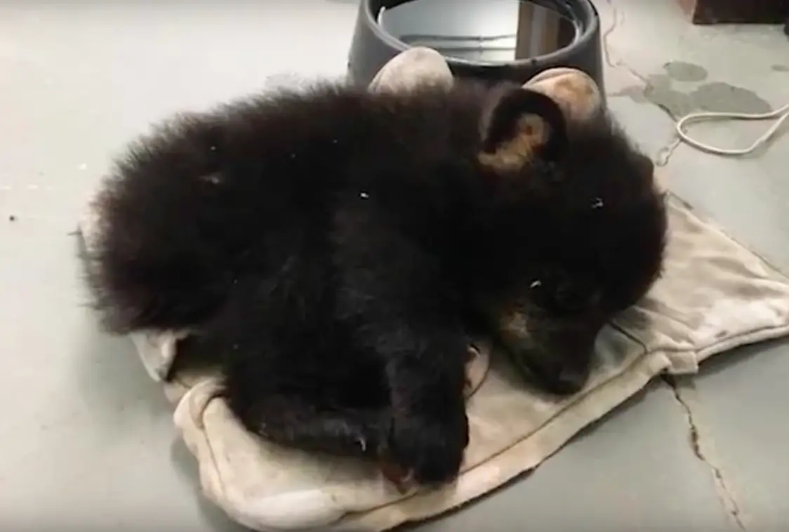 cops rescue bear cub