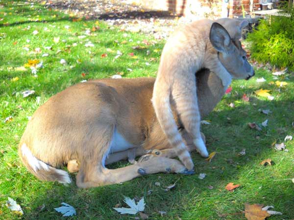 cat and deer