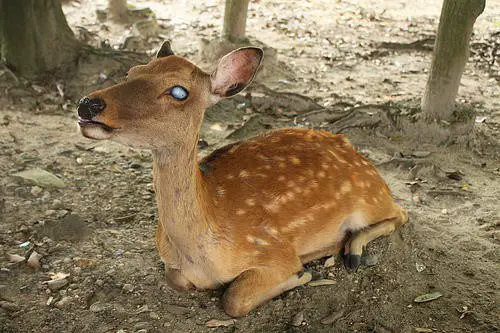 boy and blind deer