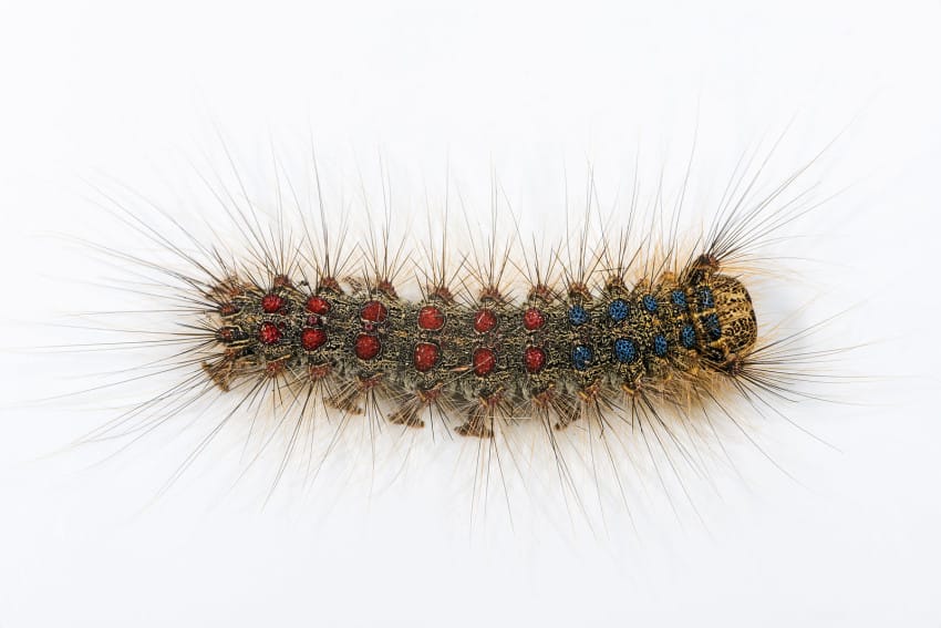 Gypsy Moth Caterpillars 