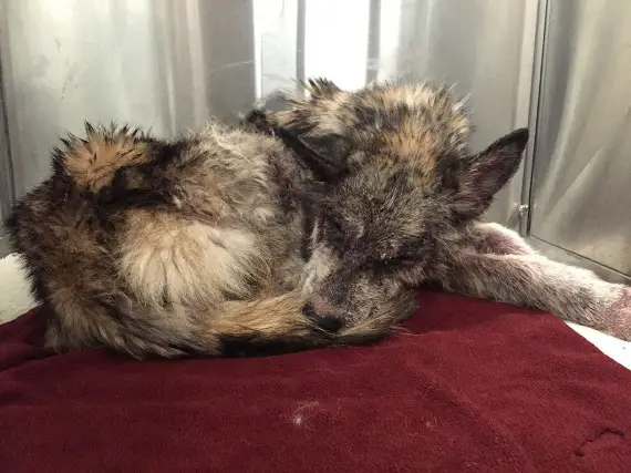 wolf-hybrid dog rescued