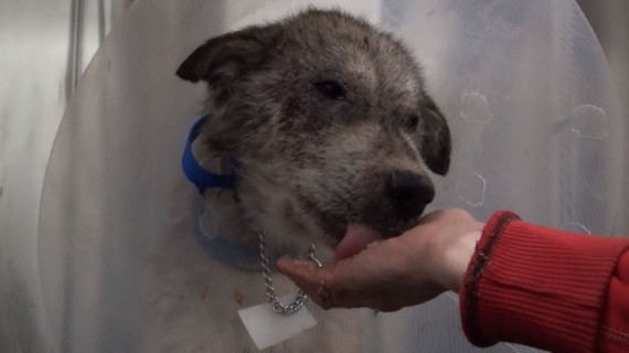 wolf-hybrid dog rescued