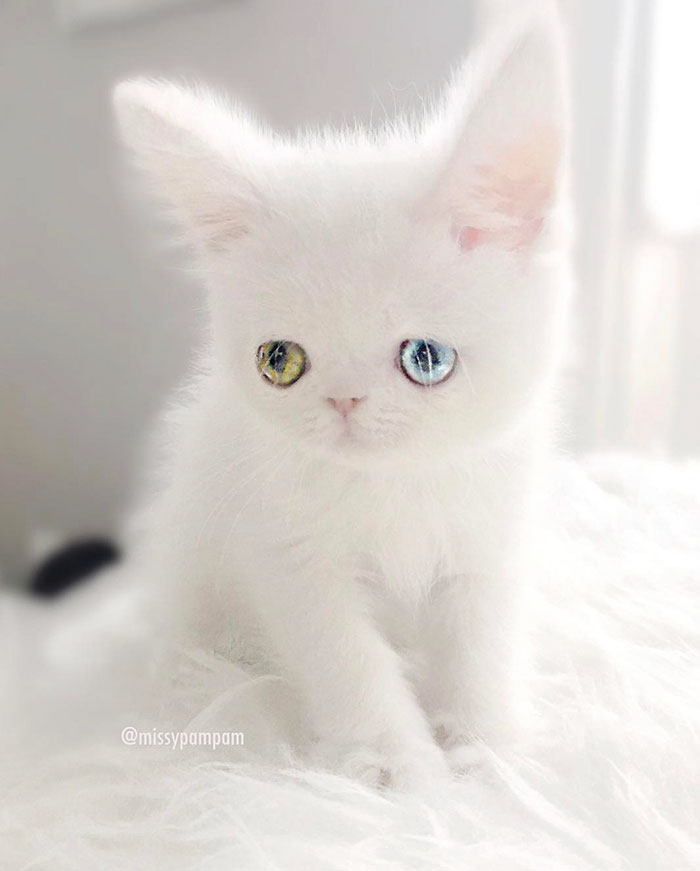 cat with unusual eyes