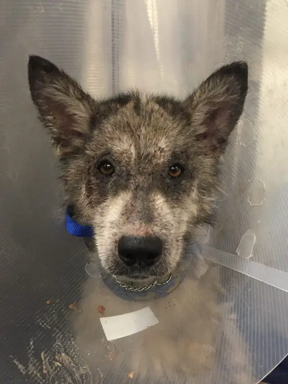 wolf-hybrid dog rescued