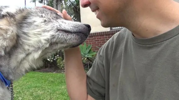 wolf-hybrid dog rescued