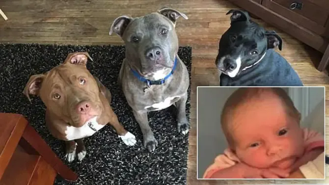 dogs bite baby