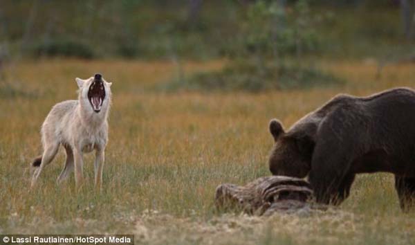 bear and wolf friendship