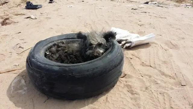 dog in a tire