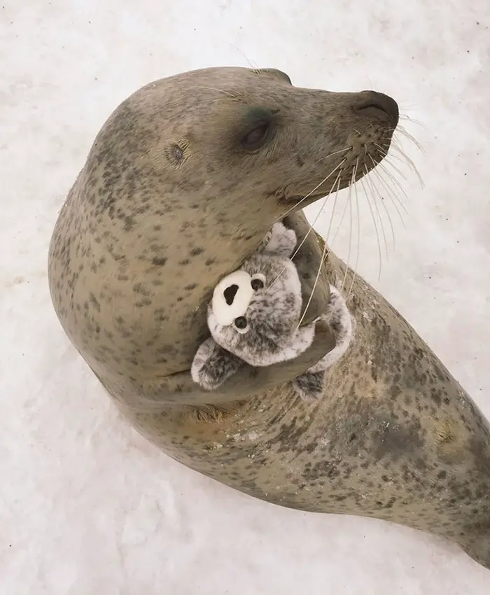 seal hugging toy