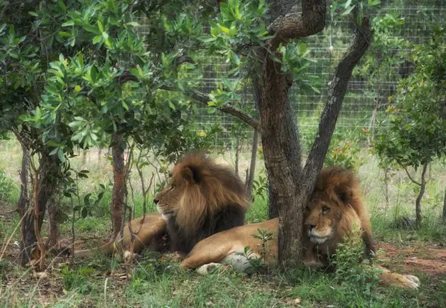 lions killed
