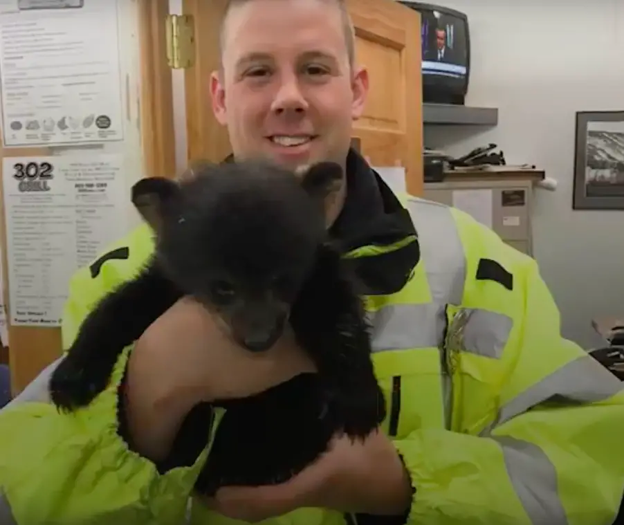 cops rescue bear cub