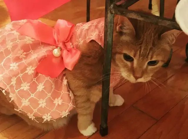 cat and 15th birthday