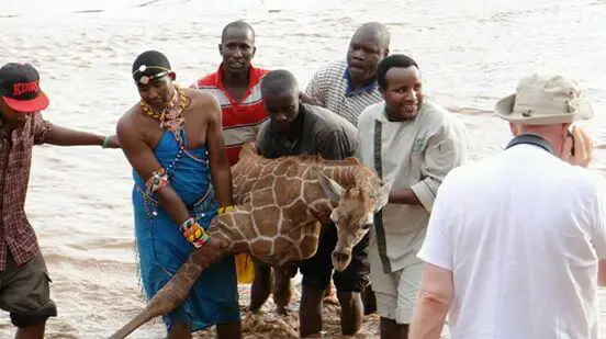 giraffe rescue