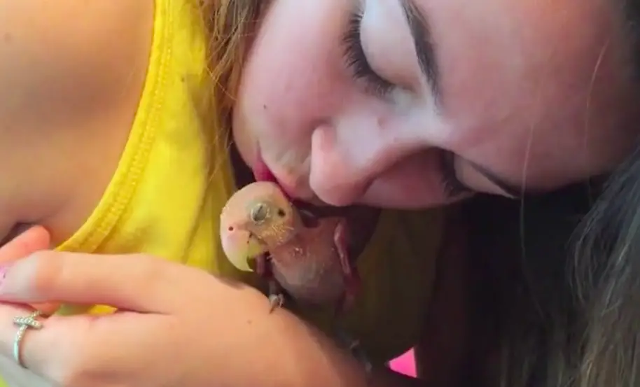 lovebirds fall in love