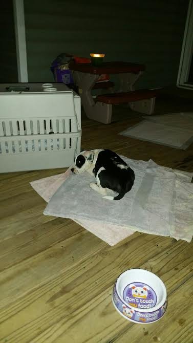 dog rescued from box