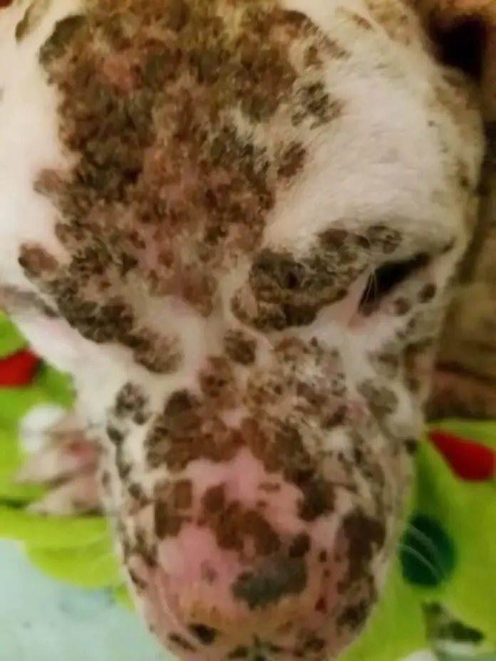 dog stung by bees