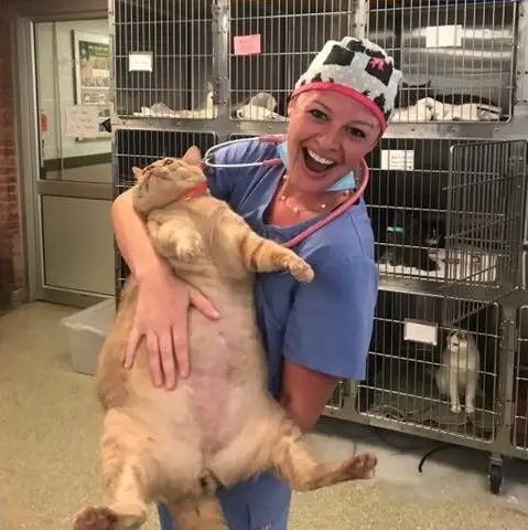 massive shelter cat