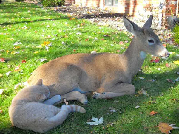 cat and deer