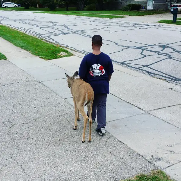 boy and blind deer