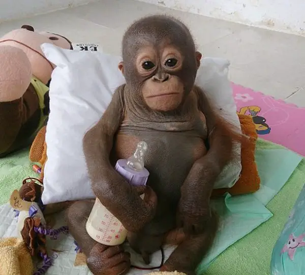 baby orangutan 