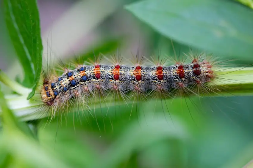 Gypsy Moth Caterpillars 
