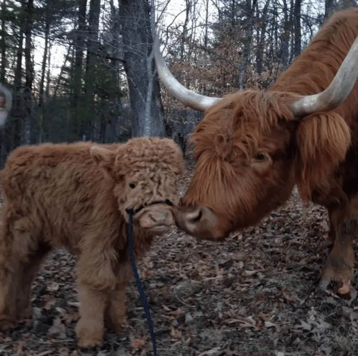 fluffy cow