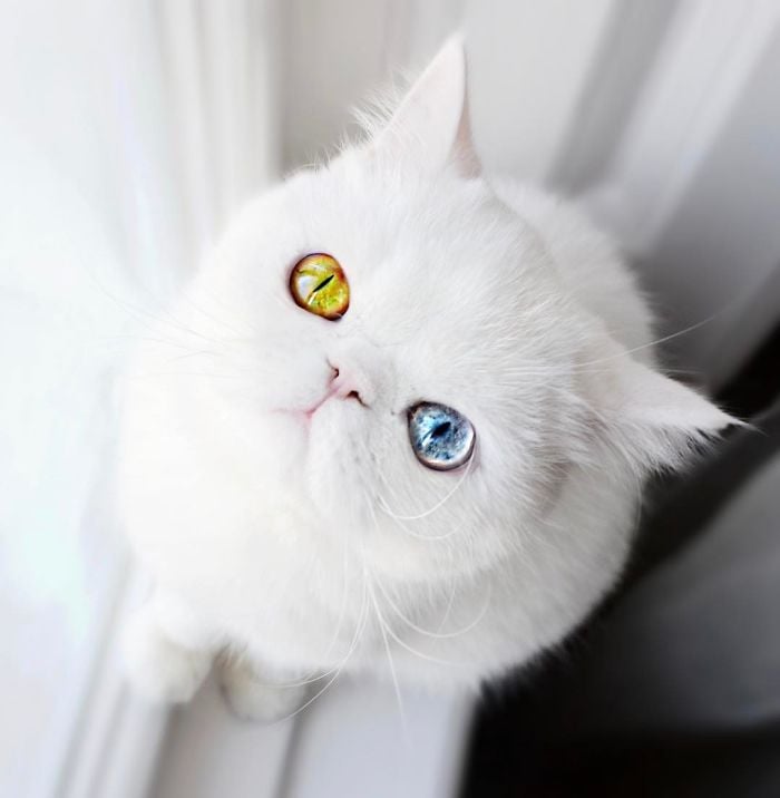 cat with unusual eyes