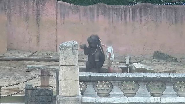 elephants tortured