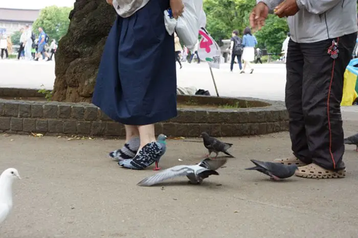 pigeon shoes