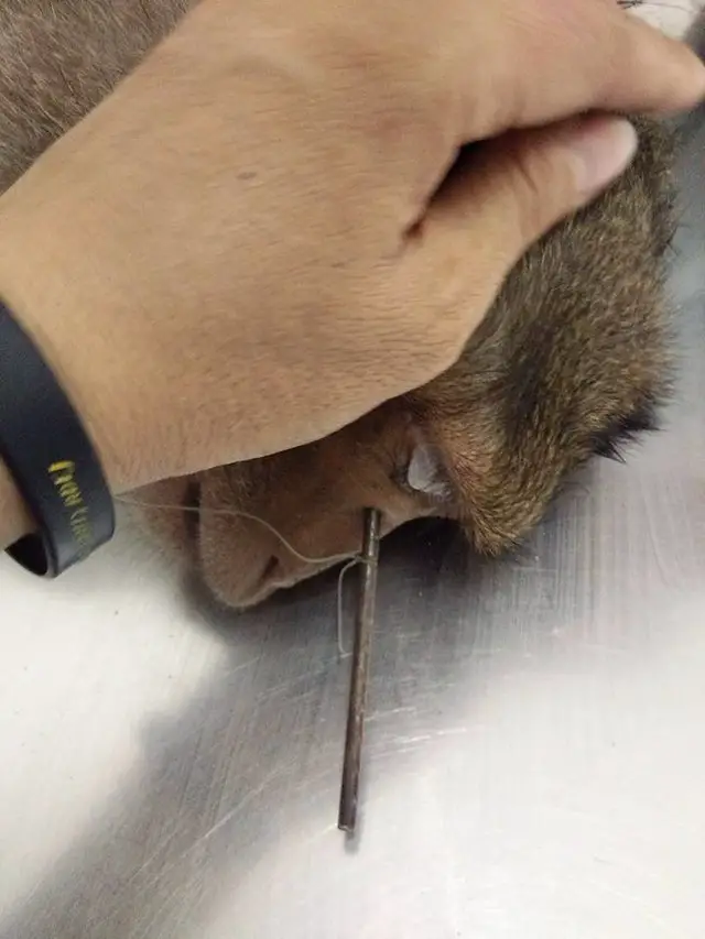 injured monkey