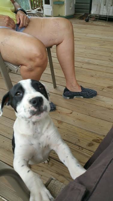 dog rescued from box